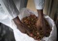 Médecine traditionnelle : en Mauritanie, la médecine traditionnelle au cœur d’une nouvelle stratégie de santé