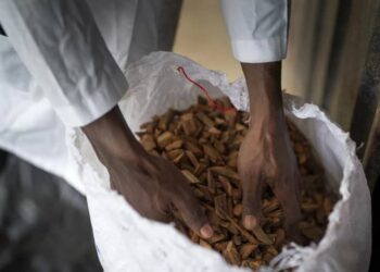 Médecine traditionnelle : en Mauritanie, la médecine traditionnelle au cœur d’une nouvelle stratégie de santé