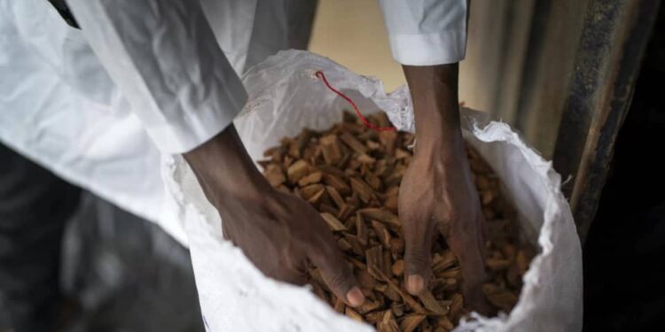 Médecine traditionnelle : en Mauritanie, la médecine traditionnelle au cœur d’une nouvelle stratégie de santé