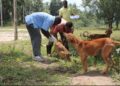 Journée mondiale contre la rage: la Guinée accélère la lutte contre une maladie évitable.